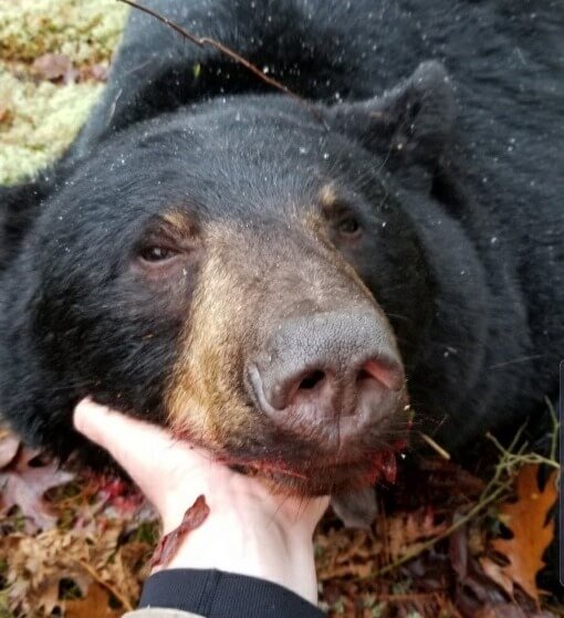 bear hunting