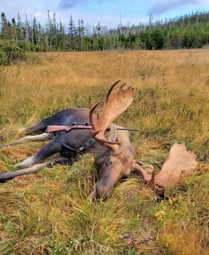 moose hunting