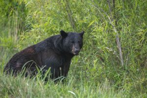 black bear hunting garia bay newfoundland 01
