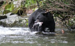 black bear hunting garia bay newfoundland 02
