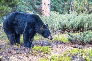 black bear hunting garia bay newfoundland 03