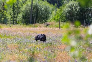 black bear hunting garia bay newfoundland 04