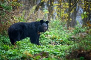 black bear hunting garia bay newfoundland 05
