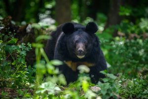 black bear hunting garia bay newfoundland 06