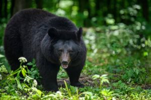 black bear hunting garia bay newfoundland 07