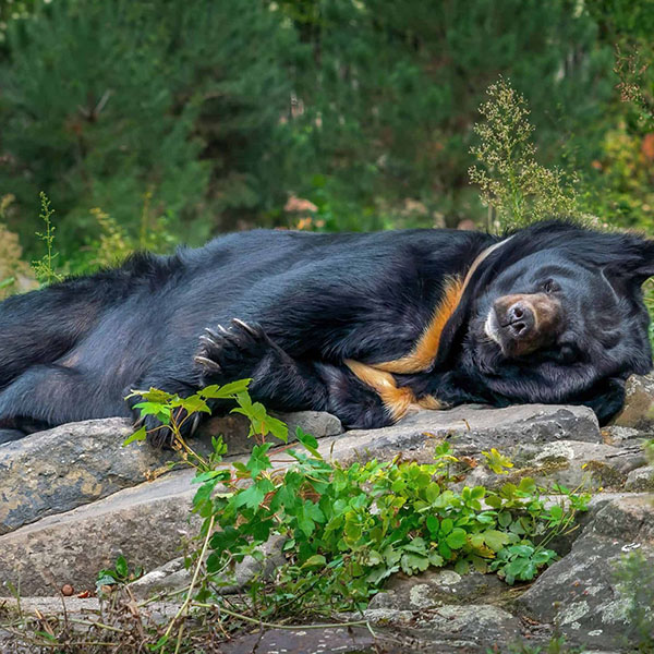 Bear Hunting in Canada and the US