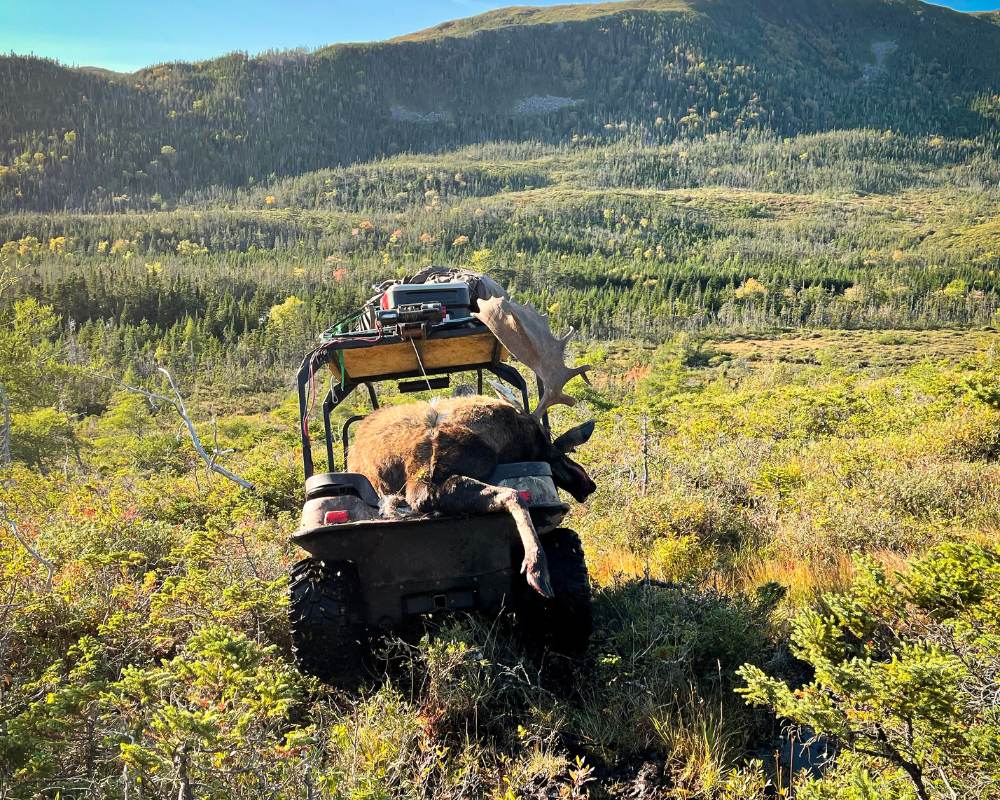 Carrying Moose carcass