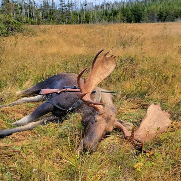 Moose Trophy Hunting Ontario