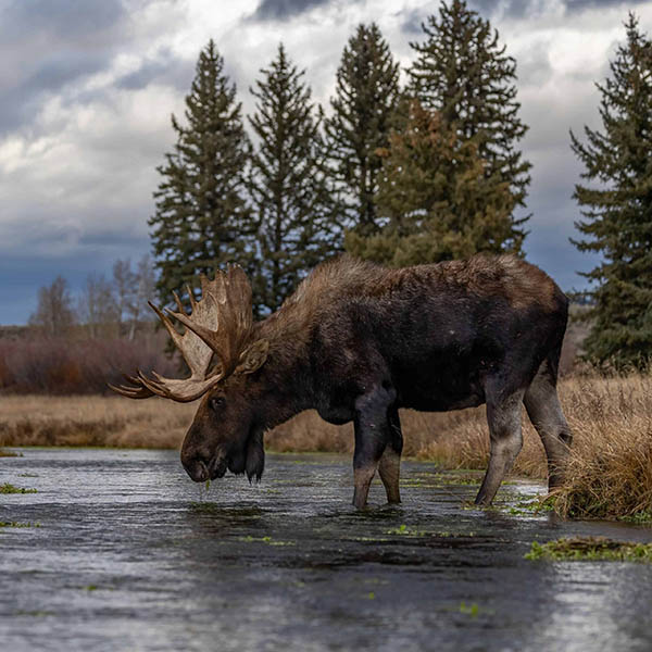 Moose hunting in Canada