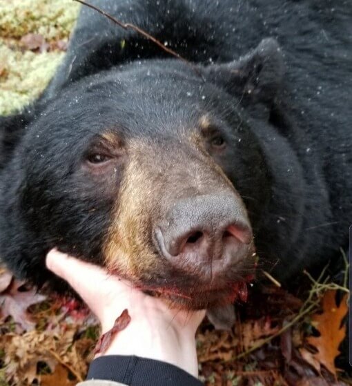 Trophy Black Bear Hunting