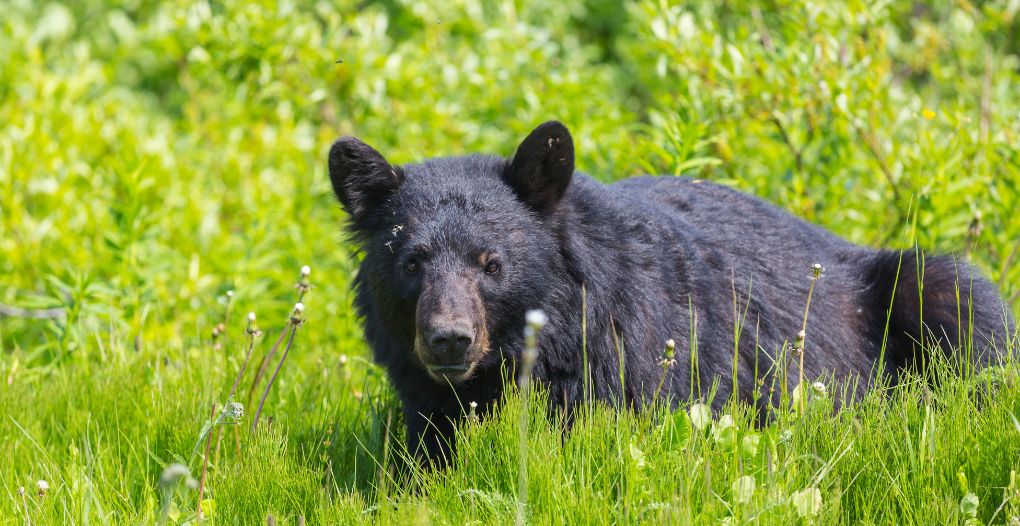 beginners guide black bear hunting