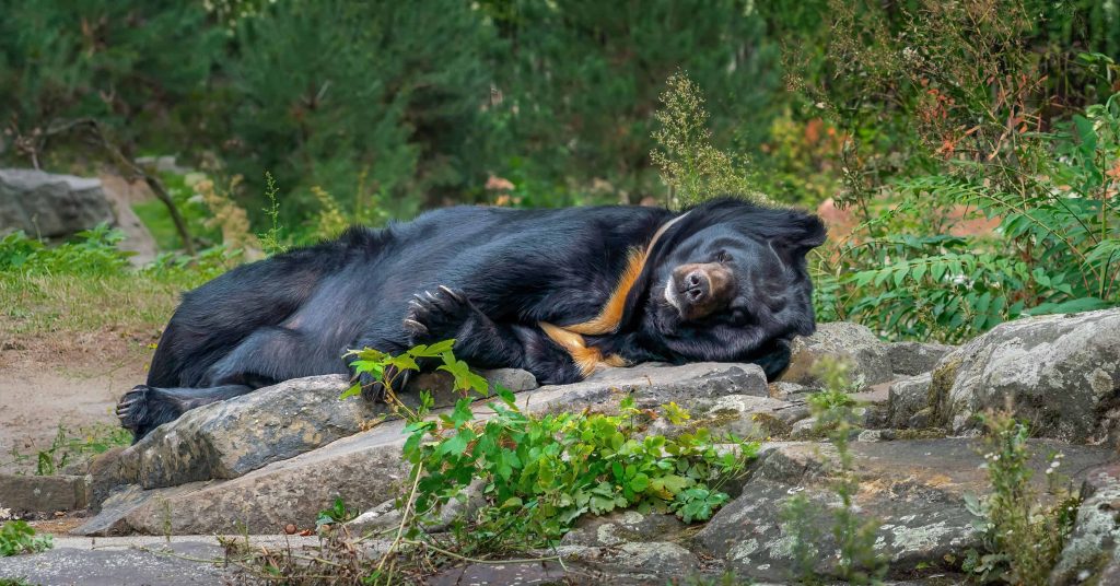 best black bear hunting in newfoundland