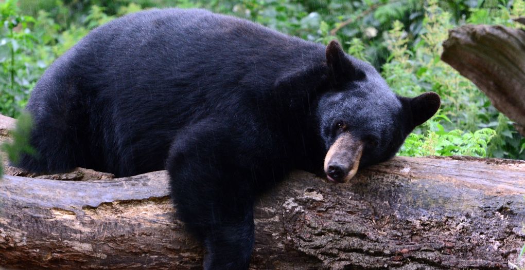 black bear hunting guide