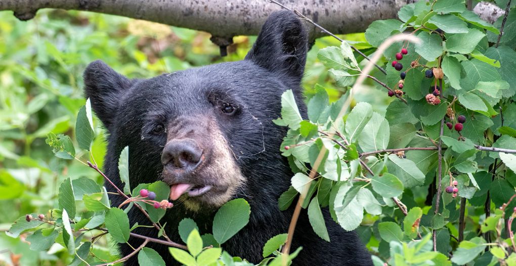 black bear hunting tips