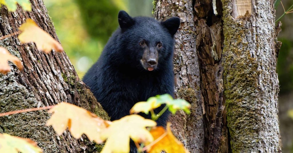 how to hunt black bears