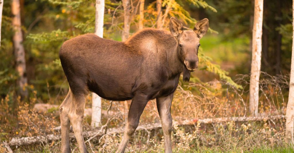 moost hunting in garia bay