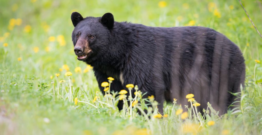 black bear behavior and habitat