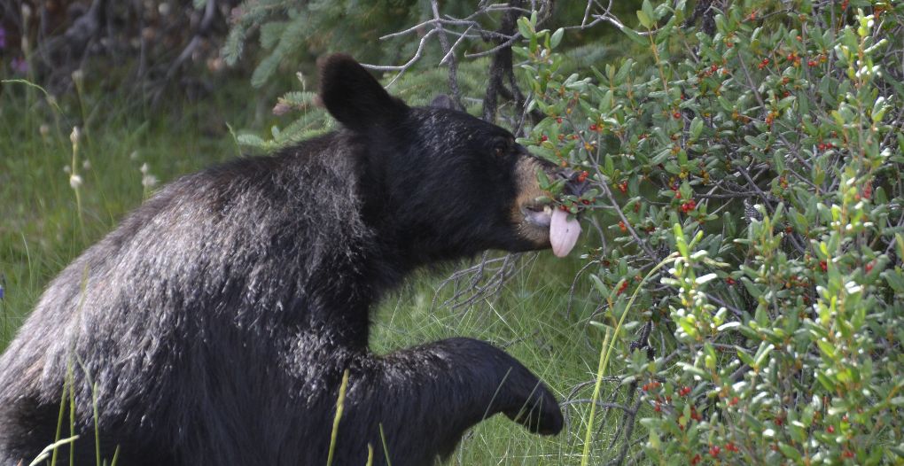 black bear behavior for hunters