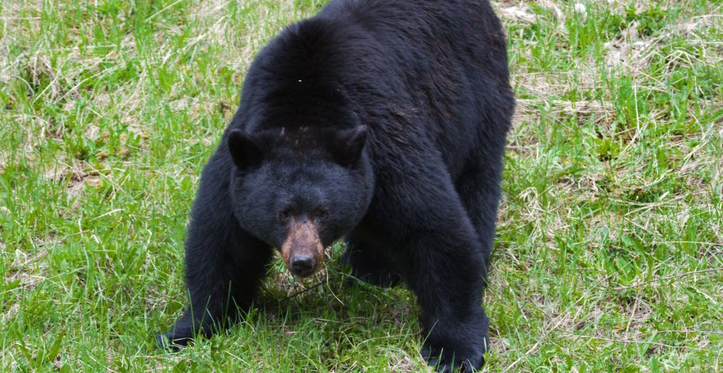 black bear behavior when hunting