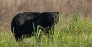 black bear hunting