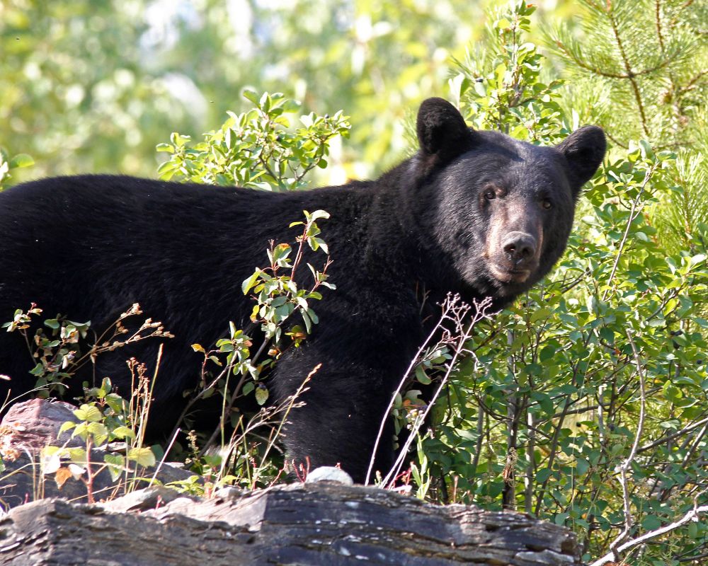 Bear Hunting Thrills