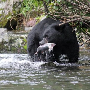 Black Bear Hunting Austin Texas