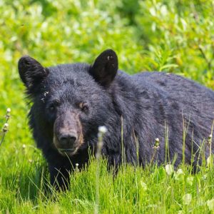 Black Bear Hunting Dallas Texas