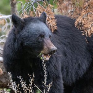 Black Bear Hunting Houston Texas