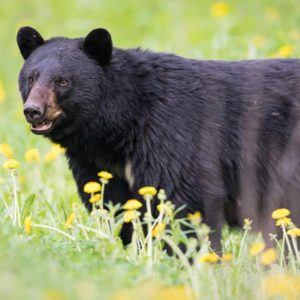 Black Bear Hunting San Antonio Texas