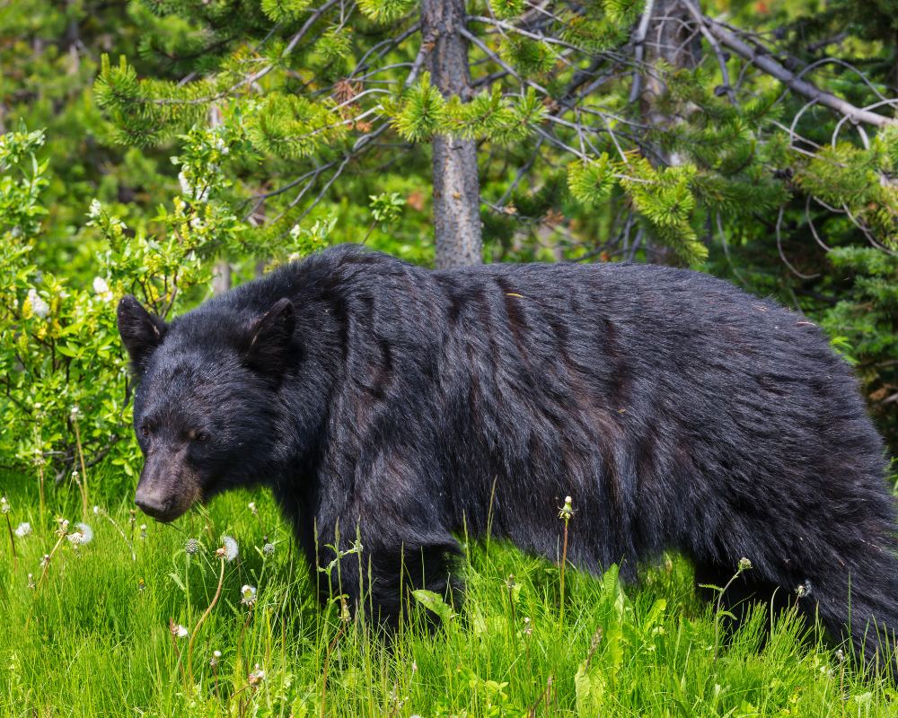 Newfoundland Bear Adventure