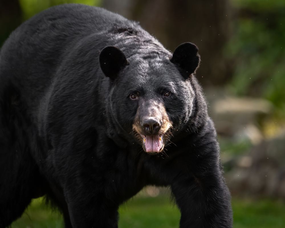 Newfoundland Bear Hunting