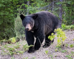 black bear hunt