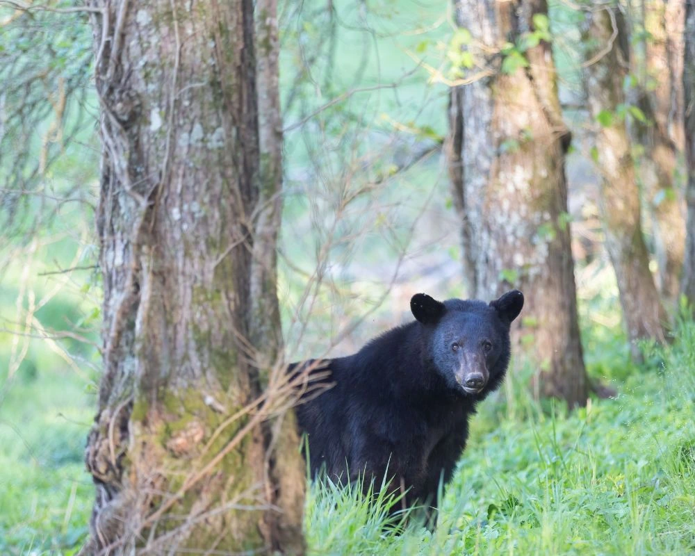 black bear hunt canada wilderness