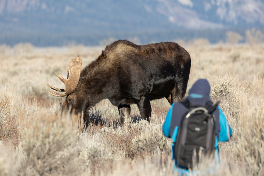 hunting for moose newfoundland