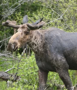 best moose hunting maine hunters