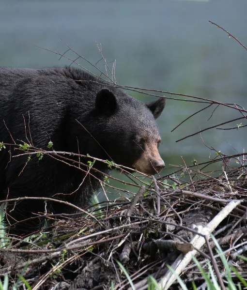 black bear hunting maine