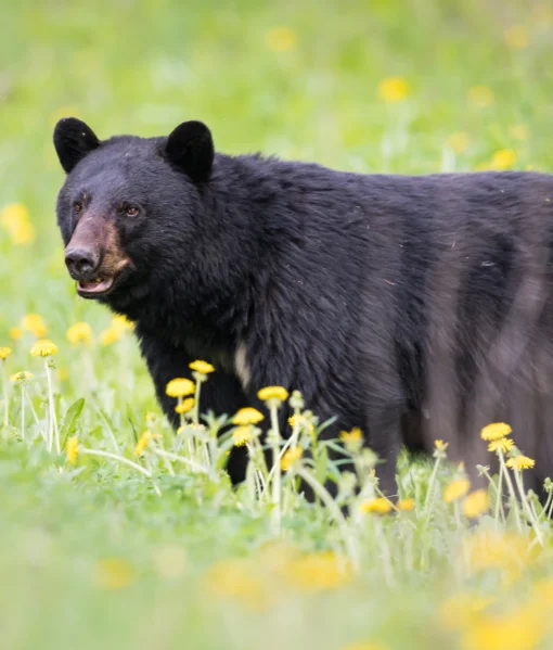 black bear hunting vermont