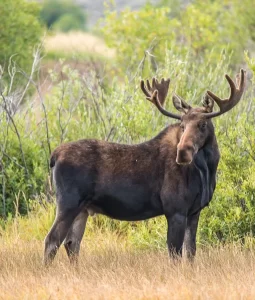 free roaming moose hunts maine