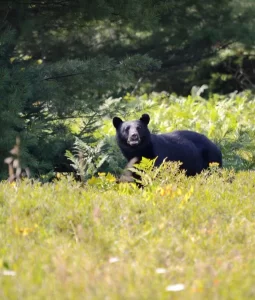 hunting bears maine