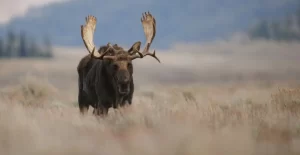 moose hunting strategies north america