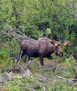 no paperwork moose hunts maine