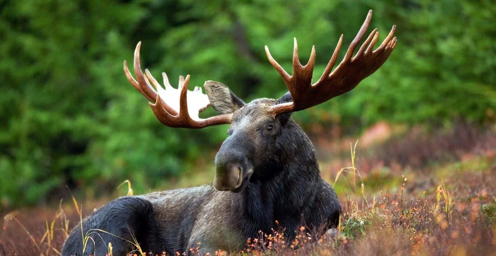 trophy moose hunting guide