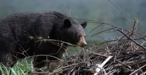 Essential Skills Black Bear Hunting Newfoundland