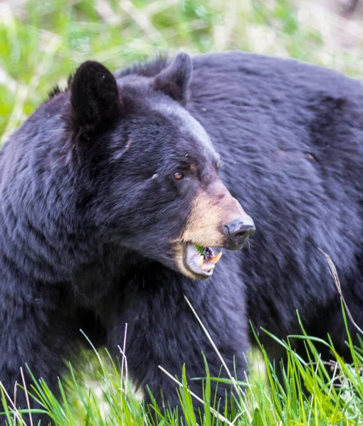 black bear hunting new hampshire