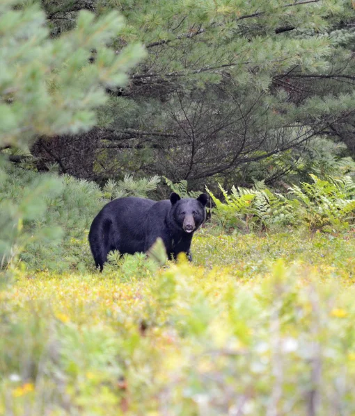 black bear hunting new york