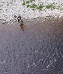 moose black bear fishing hunting new york