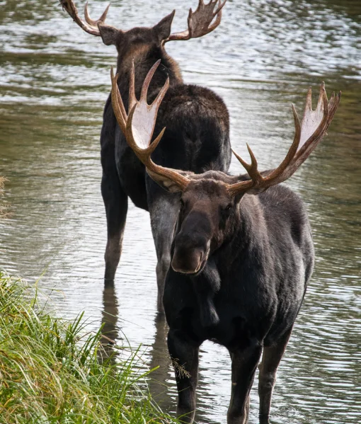 moose hunting new york