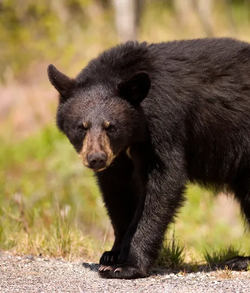 black bear hunting maryland adventures