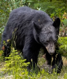 black bear hunting packages maryland