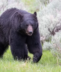 guided black bear hunting for maryland